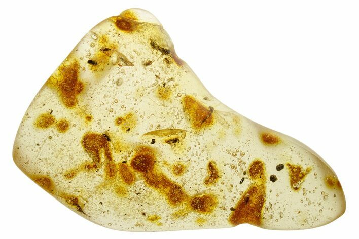 Polished Colombian Copal ( g) - Contains Insects! #355407